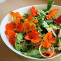 Salad Royalty Free Stock Photo