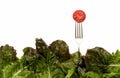 Salad Forks & Tomato Royalty Free Stock Photo