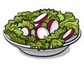Salad with fresh radish and lettuce
