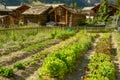 Salad garden at Tasch near Zermatt on the Swiss alps