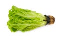 Salad green leaf vegetable Royalty Free Stock Photo