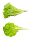 Salad green leaf vegetable Royalty Free Stock Photo