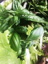 Green mix, basil, parsley, lettuce, kenza Royalty Free Stock Photo