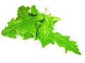 Salad, green Royalty Free Stock Photo