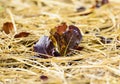 Salad greens grown on the garden Royalty Free Stock Photo