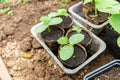 Salad greens, herbs and vegetables grown in large black pots make for a small, manageable, portable garden Royalty Free Stock Photo