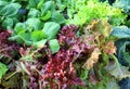 Salad growing farm. organic vegetables. Field vegetable lettuce fresh organic farm. Royalty Free Stock Photo