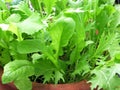 Salad growing in a pot Royalty Free Stock Photo