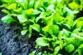 Salad growth in the garden