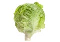 Salad iceberg head
