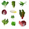 Salad ingredients. Leafy vegetables icons set. Organic and vegetarian illustration with Pak choi, Spinach, Rucola