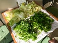 Salad Ingredients Lettuce, Parsley, Rucola Arugula / Rocket Leaves washed on Wooden Table at Kitchen with Natural Daylight, Royalty Free Stock Photo