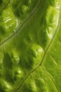 Salad leaf. Fresh green lettuce leave close-up Royalty Free Stock Photo
