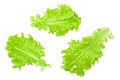 Salad leaf. green lettuce isolated on white background. clipping path Royalty Free Stock Photo