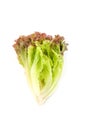 Salad leaf. Lettuce white background in studio Royalty Free Stock Photo