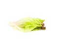 Salad leaf. Lettuce white background in studio Royalty Free Stock Photo