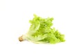 Salad leaf. Lettuce white background in studio Royalty Free Stock Photo
