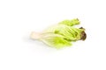 Salad leaf. Lettuce white background in studio Royalty Free Stock Photo