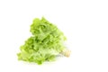 Salad leaf. Lettuce white background in studio Royalty Free Stock Photo