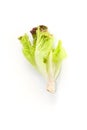 Salad leaf. Lettuce white background in studio Royalty Free Stock Photo