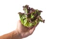 Salad leaf. Lettuce isolated Royalty Free Stock Photo