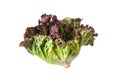 Salad leaf. Lettuce isolated Royalty Free Stock Photo