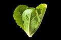 Salad leaf. Lettuce isolated Royalty Free Stock Photo
