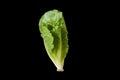 Salad leaf. Lettuce isolated Royalty Free Stock Photo