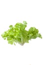 Salad leaf. Lettuce isolated Royalty Free Stock Photo