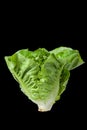 Salad leaf. Lettuce isolated Royalty Free Stock Photo