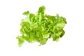 Salad leaf. Lettuce isolated Royalty Free Stock Photo