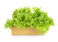 Salad leaf. Lettuce isolated on white Royalty Free Stock Photo