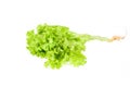 Salad leaf. Lettuce