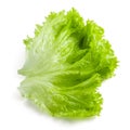 Salad leaf. Lettuce isolated on white Royalty Free Stock Photo