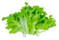 Salad leaf. Lettuce isolated on white background Royalty Free Stock Photo