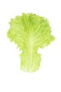 Salad leaf. Lettuce isolated on white background with clipping path Royalty Free Stock Photo