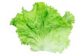 Salad leaf. Lettuce isolated on white background with clipping path Royalty Free Stock Photo