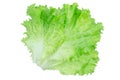 Salad leaf. Lettuce isolated on white background with clipping path Royalty Free Stock Photo