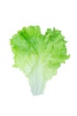Salad leaf. Lettuce isolated on white background with clipping path Royalty Free Stock Photo
