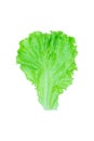 Salad leaf. Lettuce isolated on white background with clipping path Royalty Free Stock Photo