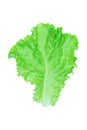 Salad leaf. Lettuce isolated on white background with clipping path Royalty Free Stock Photo