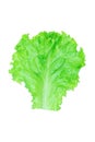 Salad leaf. Lettuce isolated on white background with clipping path Royalty Free Stock Photo