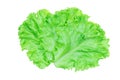 Salad leaf. Lettuce isolated on white background with clipping path Royalty Free Stock Photo