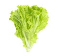 Salad leaf. Lettuce isolated on white background. clipping path Royalty Free Stock Photo