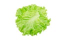Salad leaf. Lettuce isolated on white background. Royalty Free Stock Photo