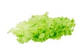 Salad leaf. Lettuce isolated on white background. Royalty Free Stock Photo