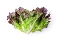 Salad leaf. Lettuce isolated on white background Royalty Free Stock Photo