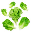 Salad leaf. Lettuce isolated on white background on top Royalty Free Stock Photo