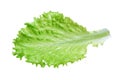 Salad leaf. Lettuce isolated on white with clipping path Royalty Free Stock Photo