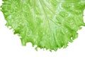 Salad leaf. Lettuce isolated on white with clipping path Royalty Free Stock Photo